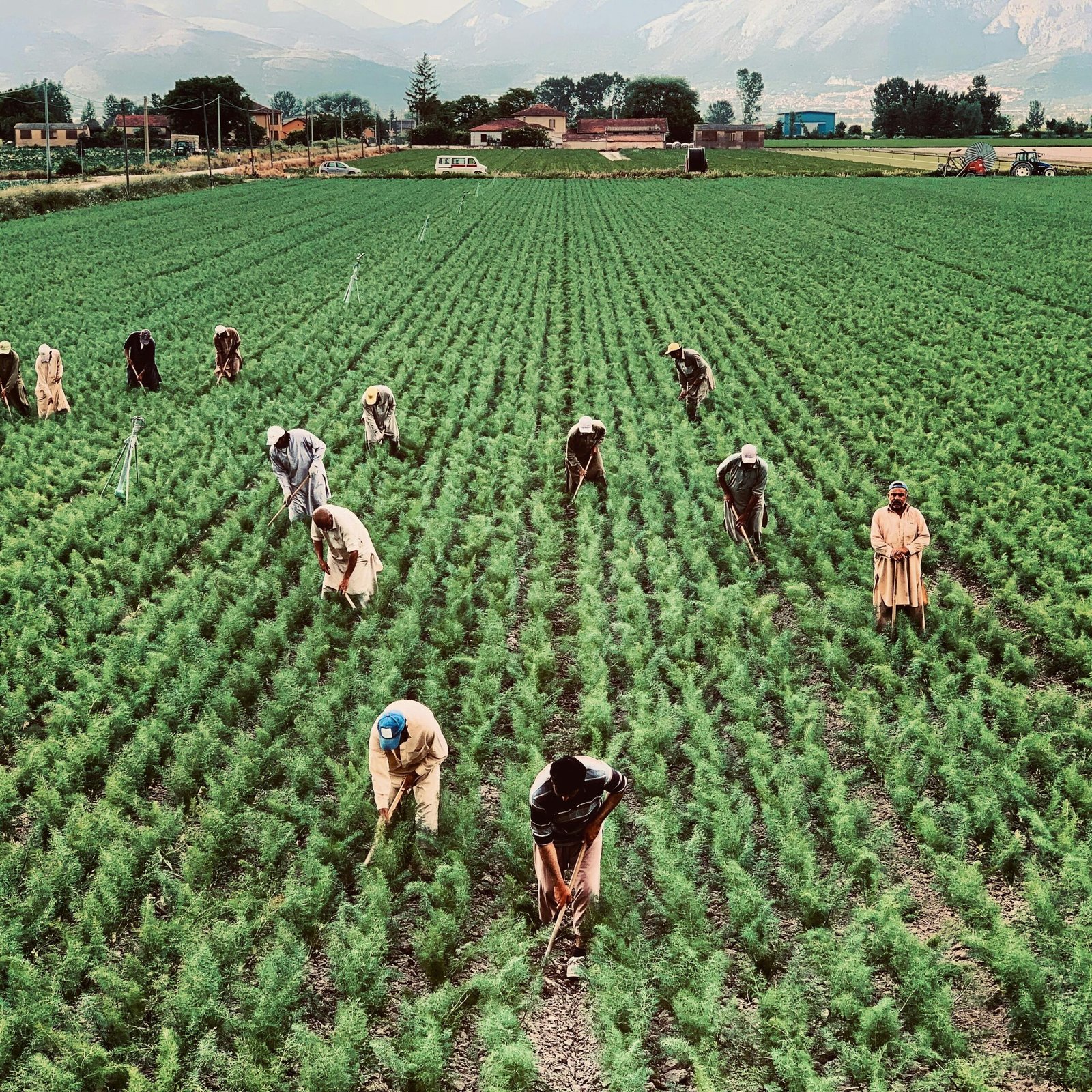 Farmers cultivating crops in a lush green field under a clear summer sky in rural Italy.